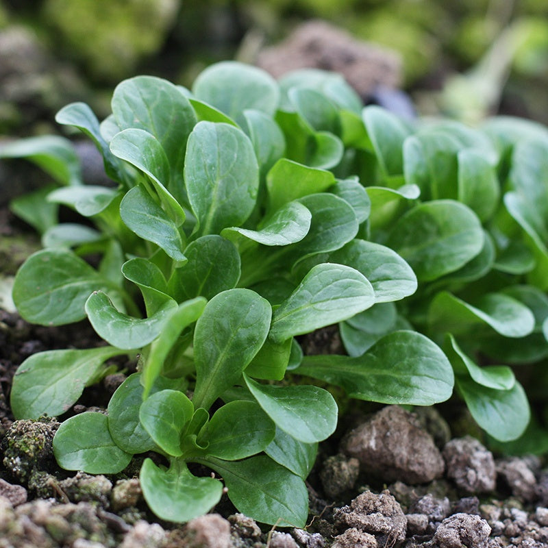 Young green plants growing in soil with a blurred natural background