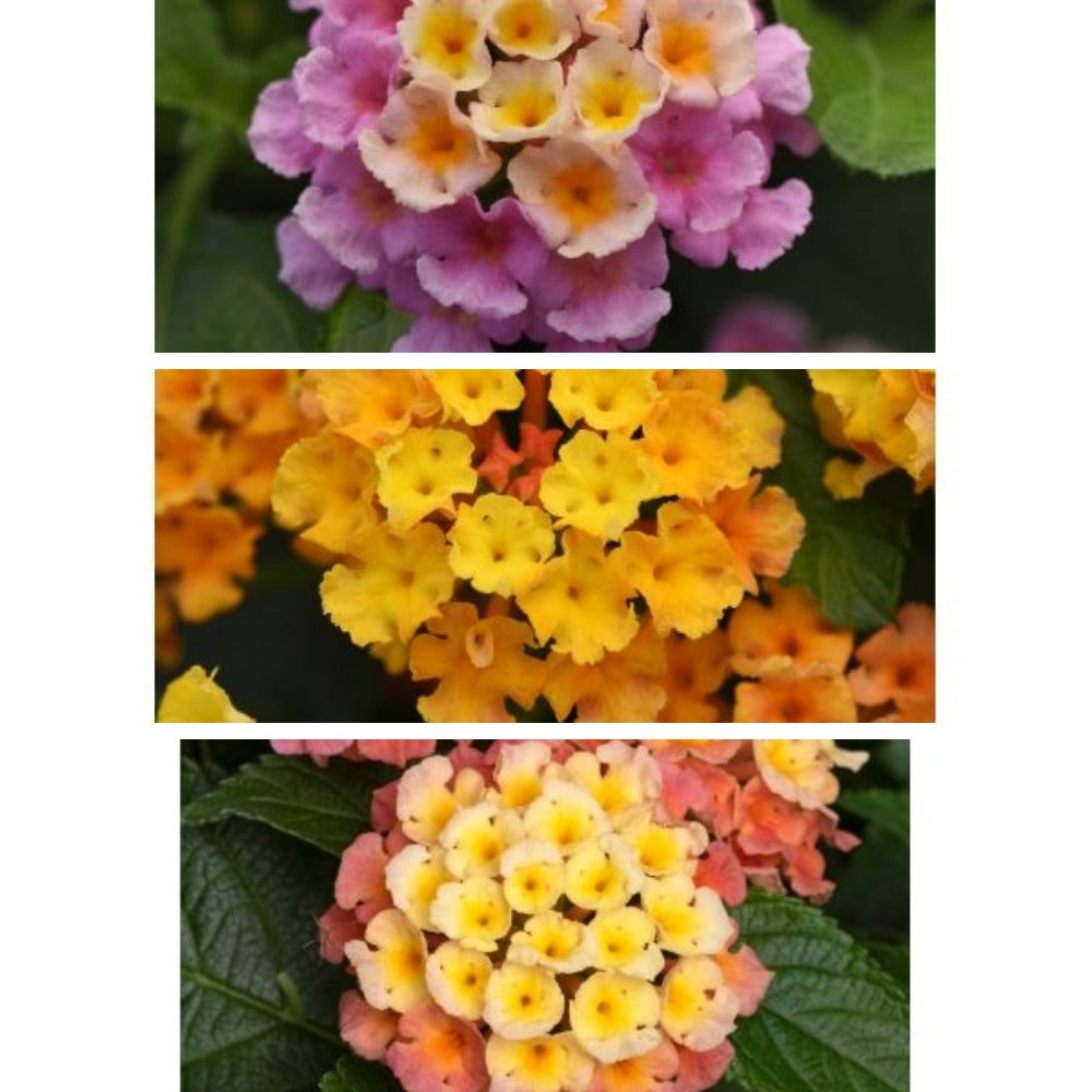 Three images of colorful flowers with a white background