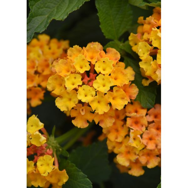 Lantana Bloomify Flower Plants Collection