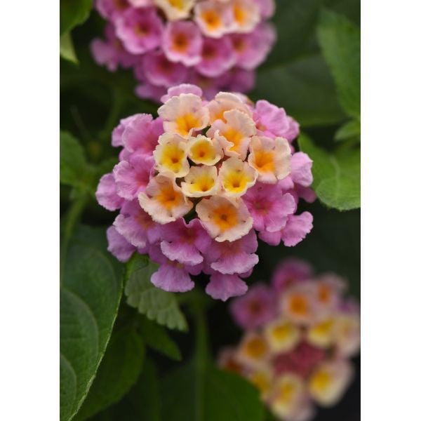 Lantana Bloomify Flower Plants Collection