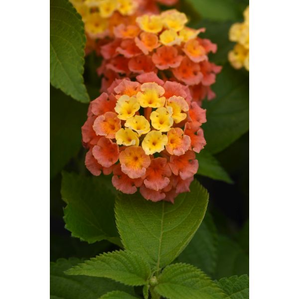 Lantana Bloomify Mango Flower Plants