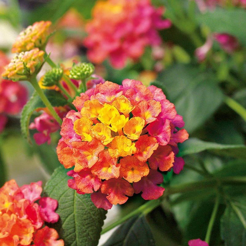 9 x 9cm Plants, 3 Of Each Lantana Calippo Flower Plant Collection