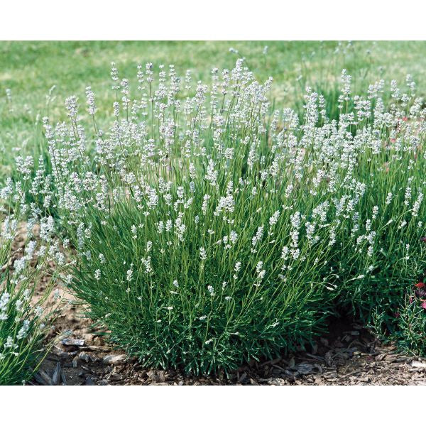 Bouquet of lavender flowers with green leaves on a blurred natural background