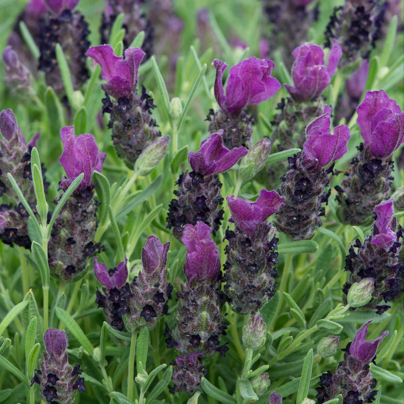 Close-up of purple lavender flowers with green leaves