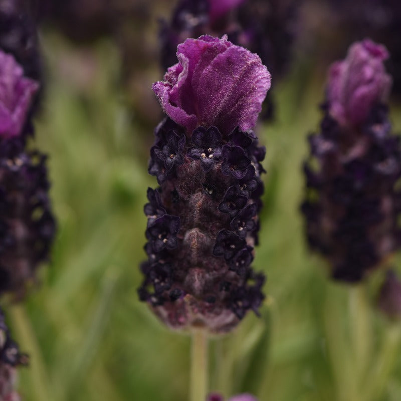 Close-up of a lavender flower with a blurred green background