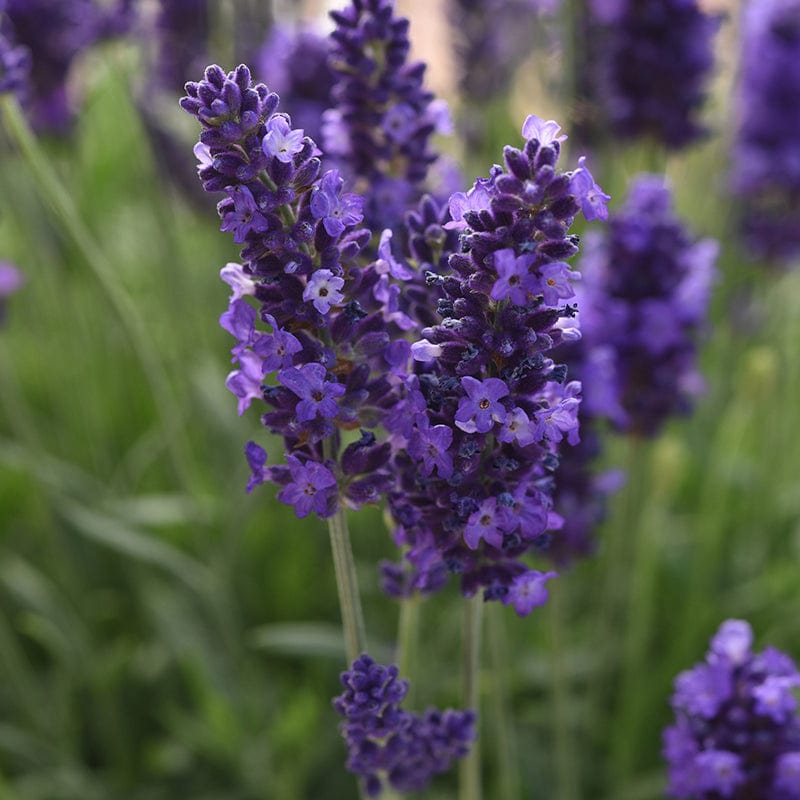 Lavender Blue Spear Flower Plants