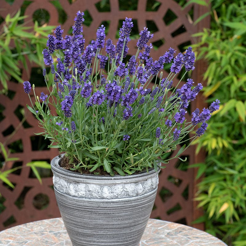 Lavender Blue Spear Flower Plants