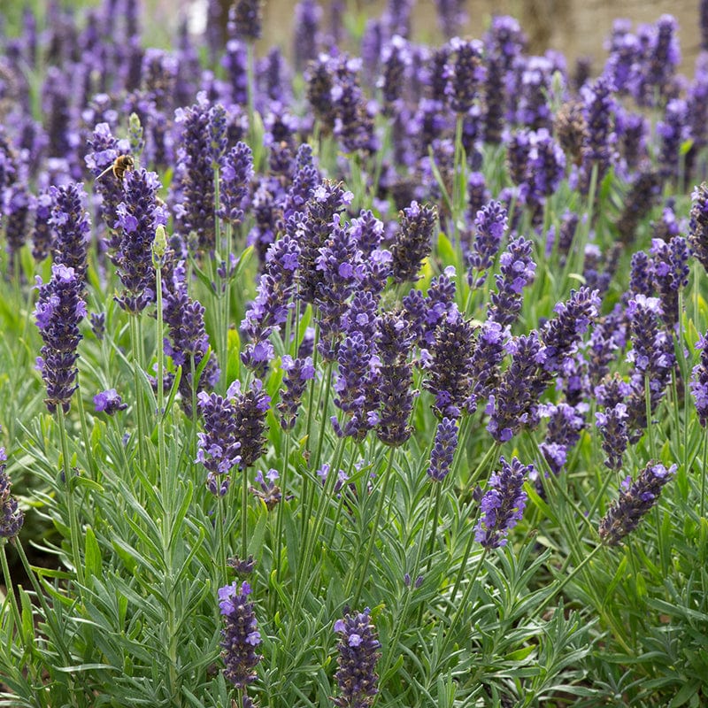 Lavender Blue Spear Flower Plants