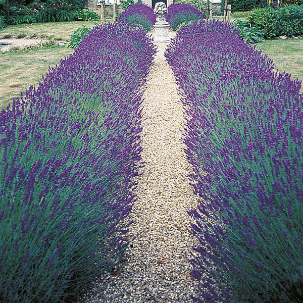 Row of lavender plants on either side of a gravel path in a garden setting.
