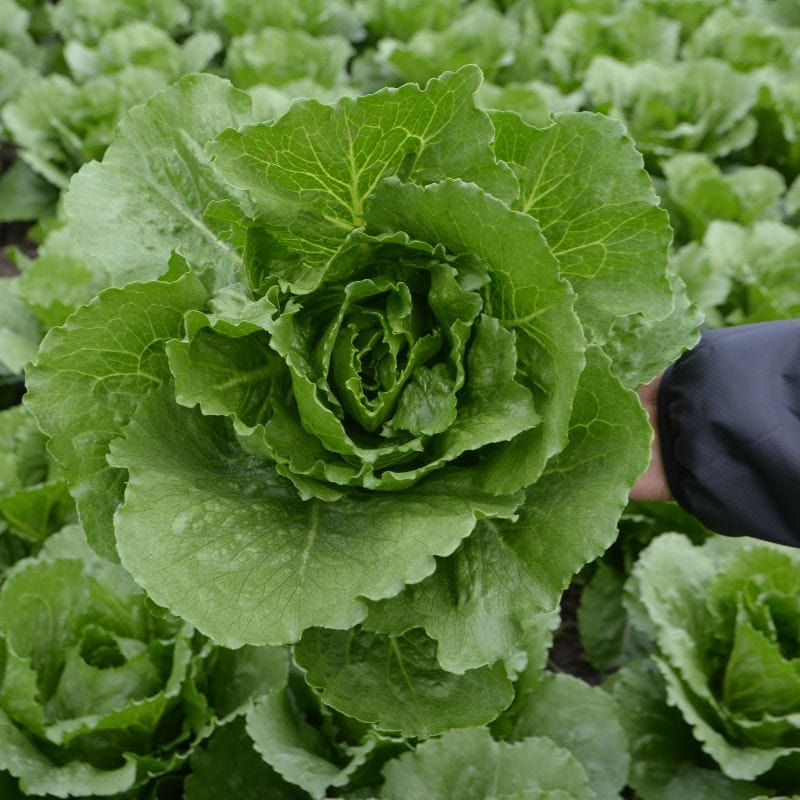 Lettuce Greenspy