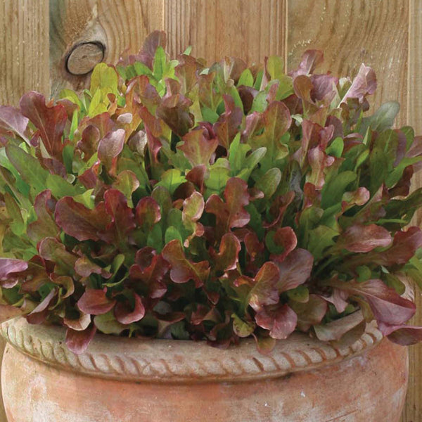 Potted plant with green and purple leaves on a wooden background