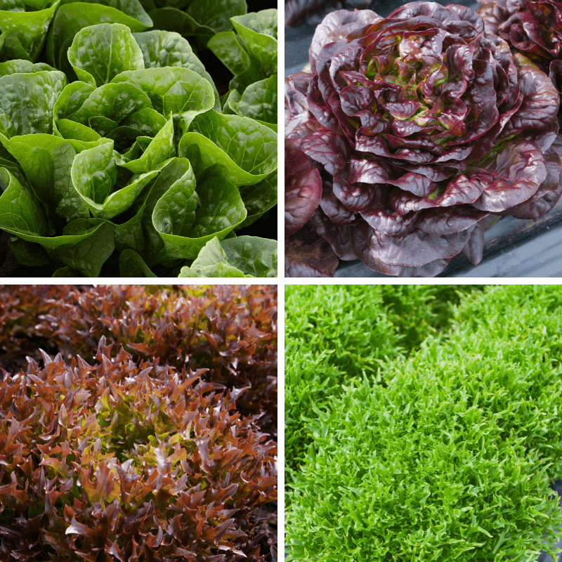 Lettuce Veg Plant Collection