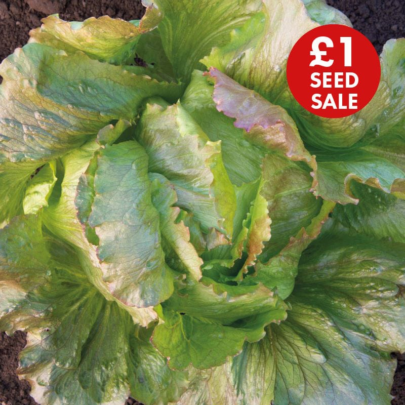 Lettuce Iceberg Red Seeds