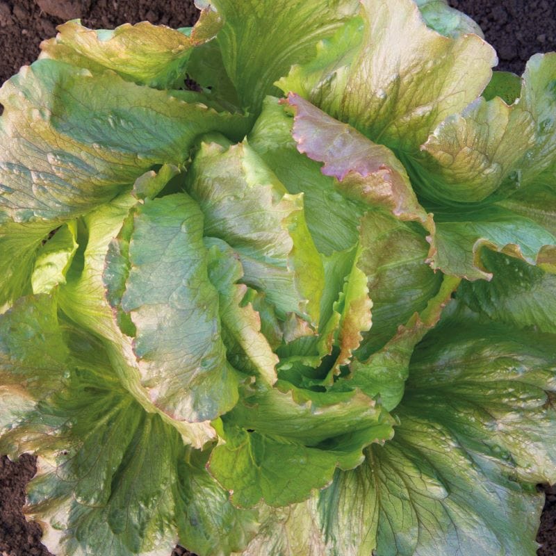 Lettuce Iceberg Red Seeds