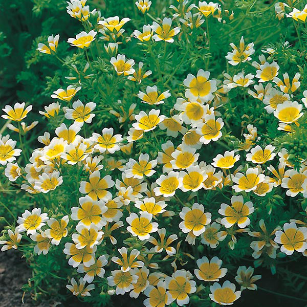 Limnanthes douglasii Seeds