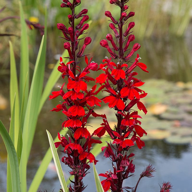 Lobelia Queen Victoria Flower Plants