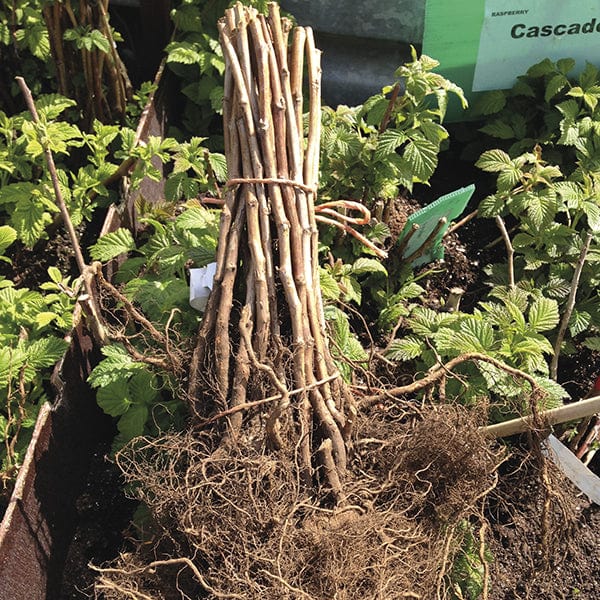 Long Cropping Raspberry Fruit Canes Collection From Mr Fothergills ...