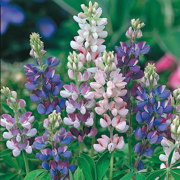 Colorful lupine flowers in a garden setting