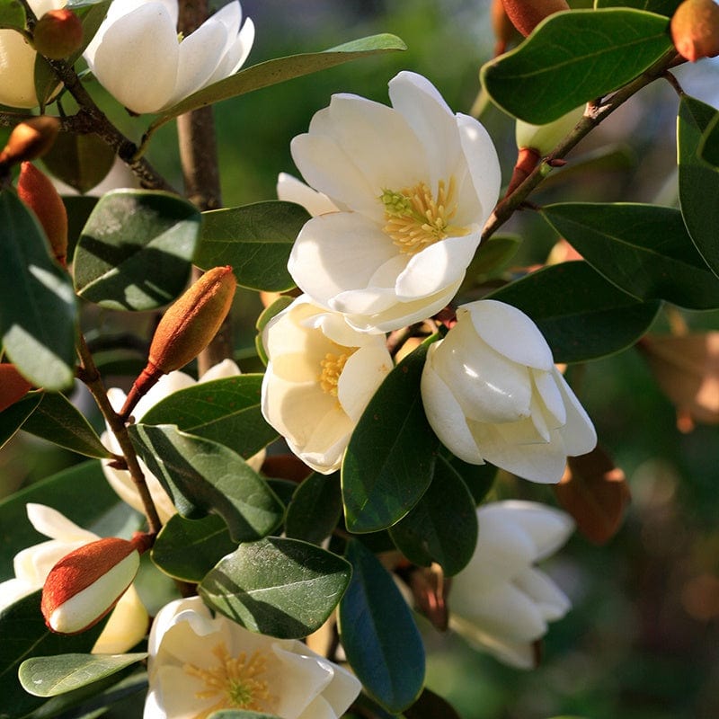 Magnolia Fairy Honey Velvet Shrub Plant