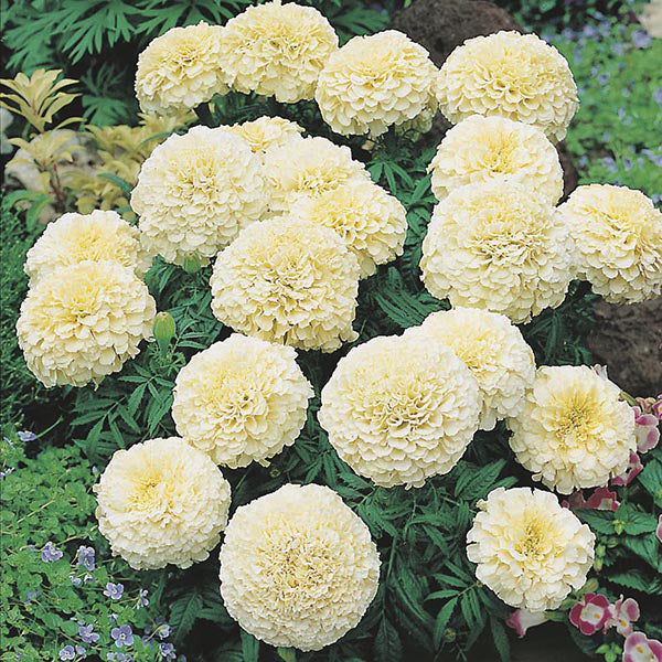 Marigold Vanilla F1 Flower Plants