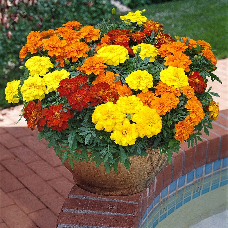 40 Standard Plug Plants Marigold Durango Mixed F1 Flower Plants