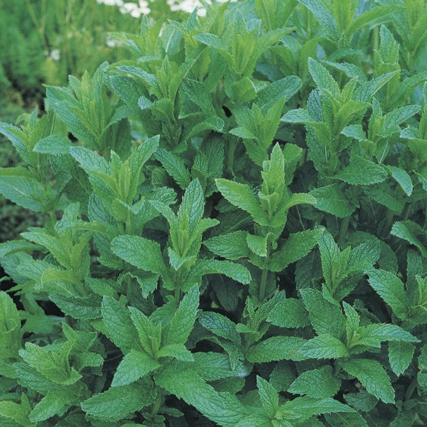 3 x 9cm Potted Plants (EARLY) Garden Mint Herb Plants