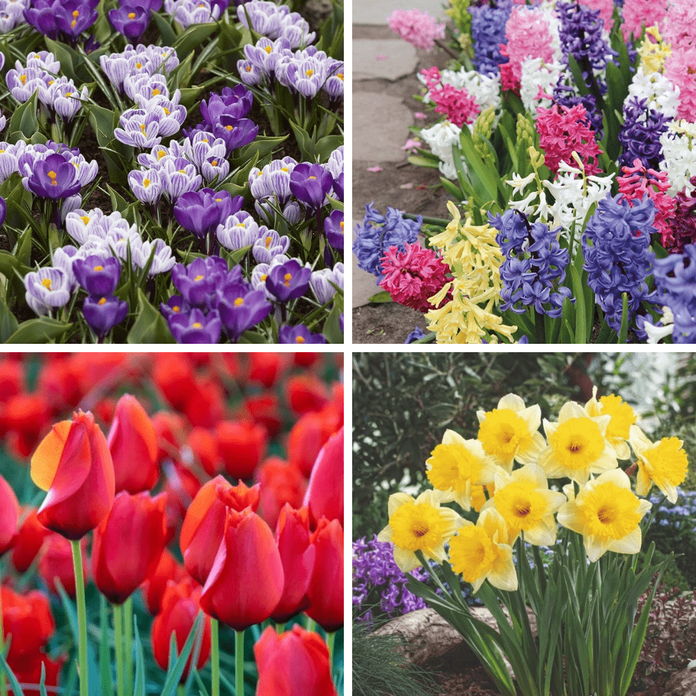 Spring Bulb Lasagne Collection