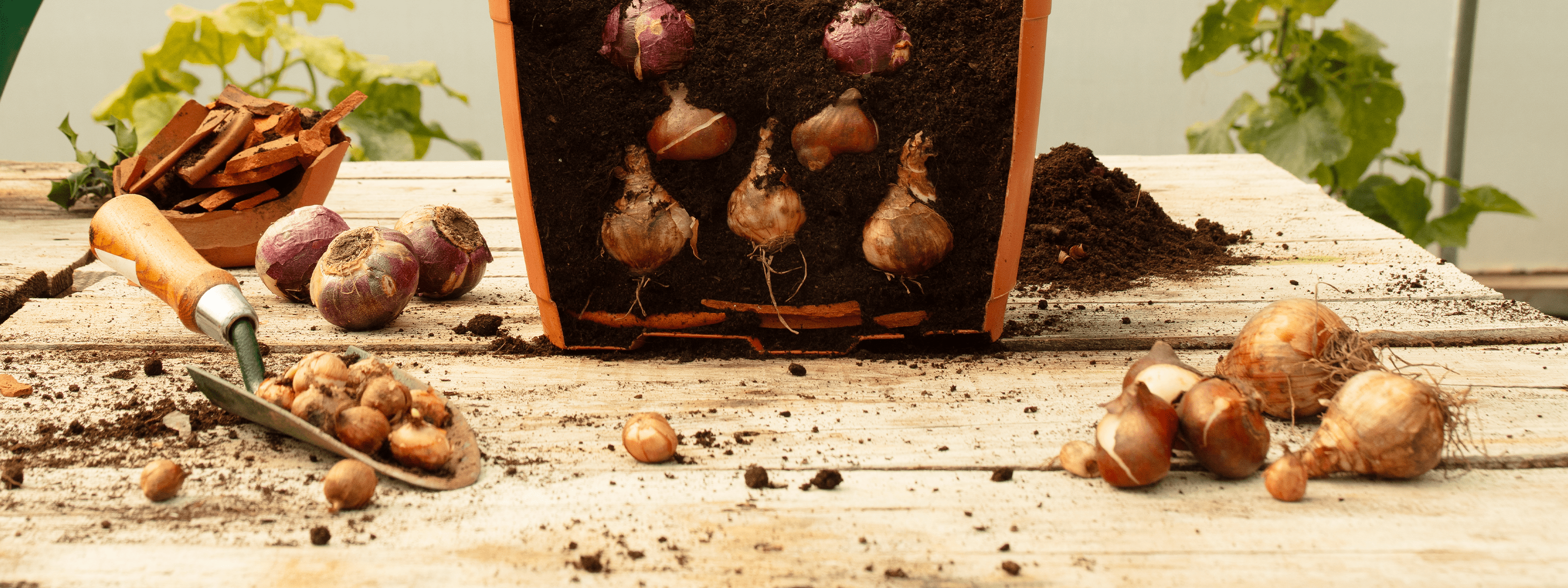 How To Plant A Bulb Lasagne