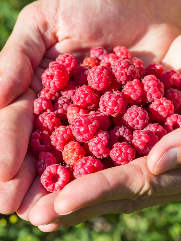 15% Off Selected Fruit Plants