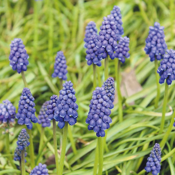 Muscari armeniacum Bulbs