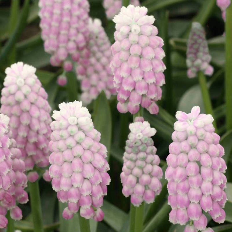 Muscari Pink Sunrise