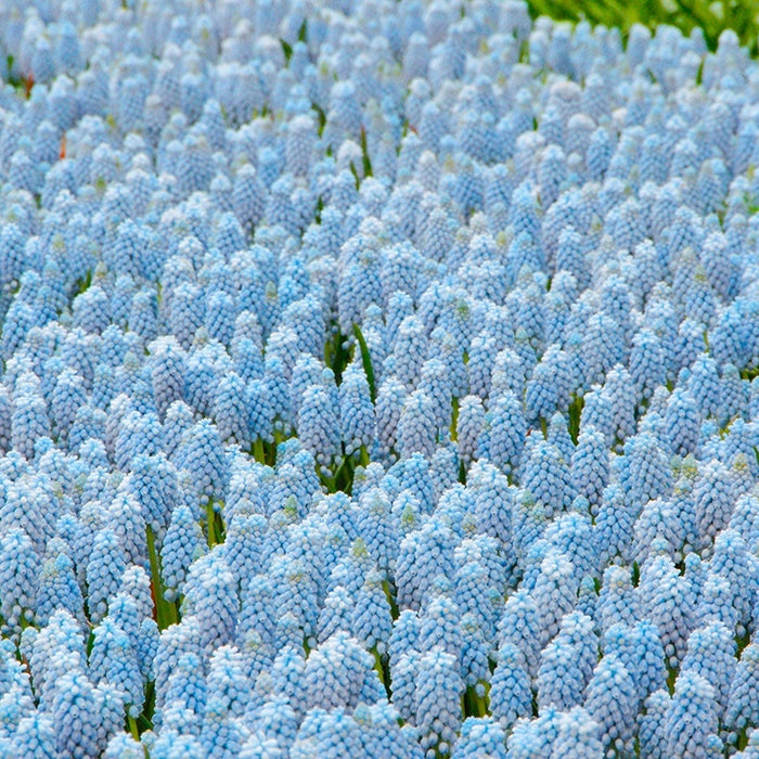 Muscari Valarie Finnes Bulbs From Mr Fothergill's Seeds and Plants