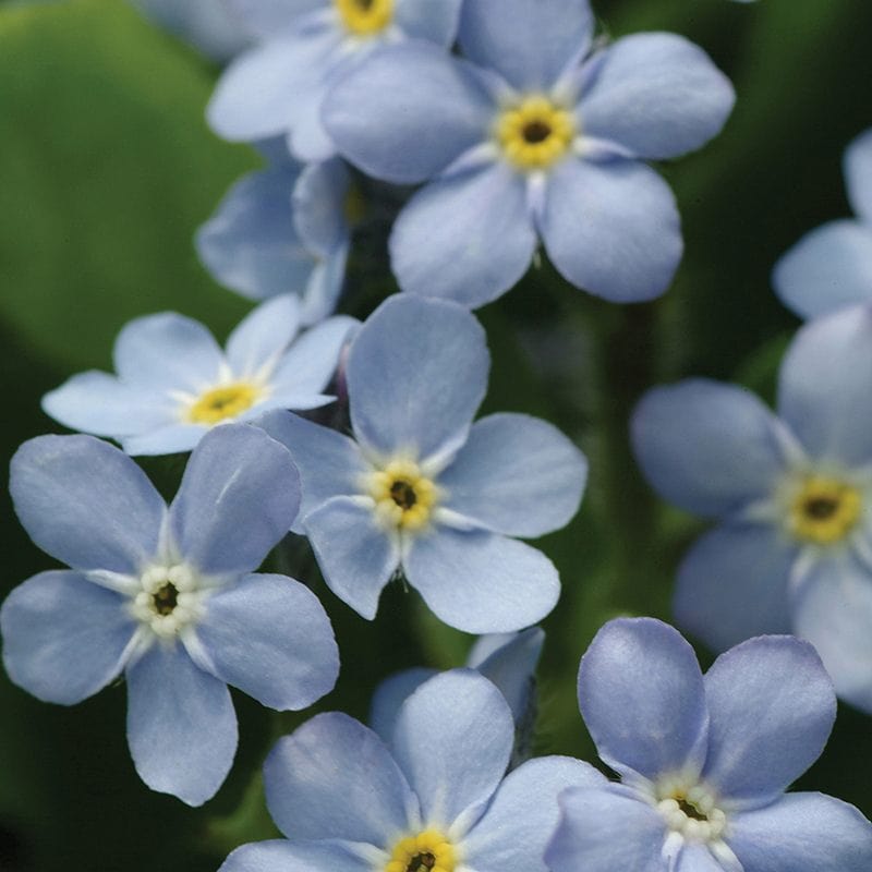 Forget-Me-Not Mon Amie Blue Flower Plants