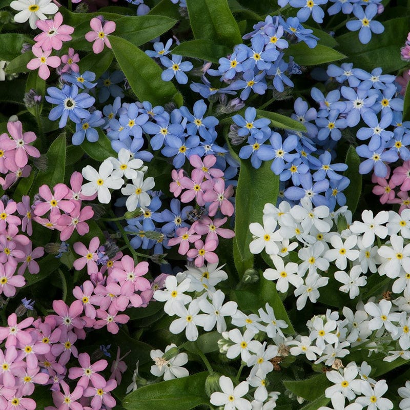 Forget-Me-Not Amie Mix Flower Plants