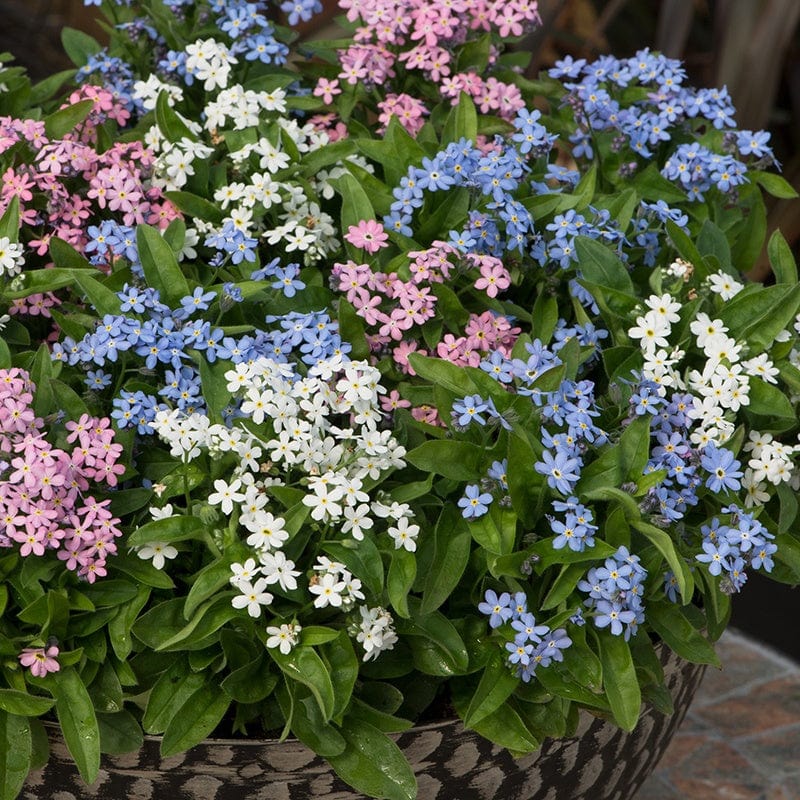 Forget-Me-Not Amie Mix Flower Plants