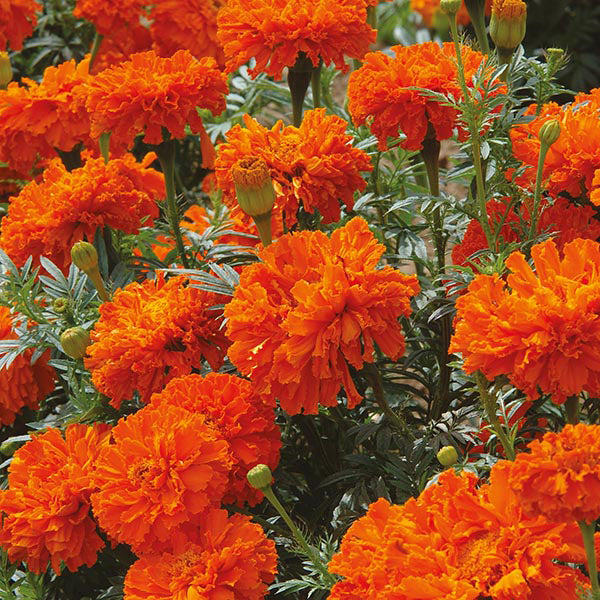 Close-up of bright orange marigold flowers with green leaves.