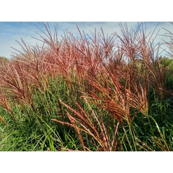 Tall grass with brownish-purple stems swaying in the wind against a blue sky.