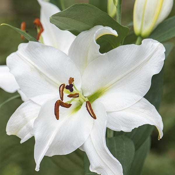 Mixed Scented Oriental Lilies