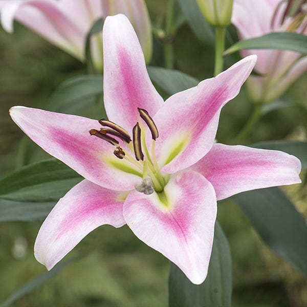 Mixed Scented Oriental Lilies