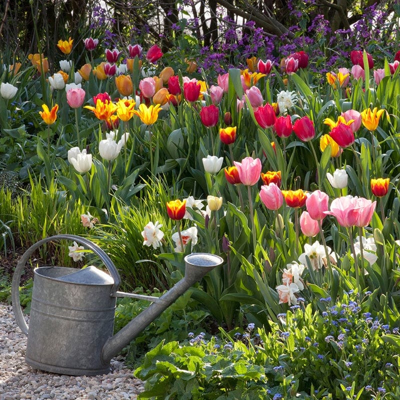 Mixed Tulip Bulbs