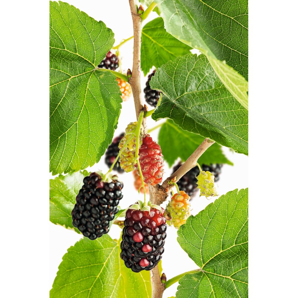 Mulberry Mojo Berry Fruit Plant