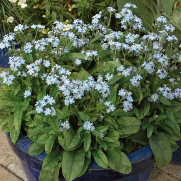 Forget-Me-Not Mon Amie Blue Bedding Flower Plants