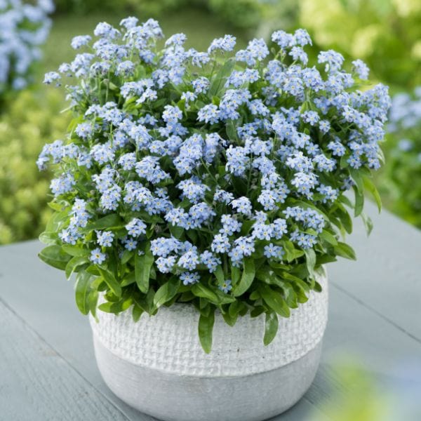 Forget-Me-Not Mon Amie Blue Bedding Flower Plants