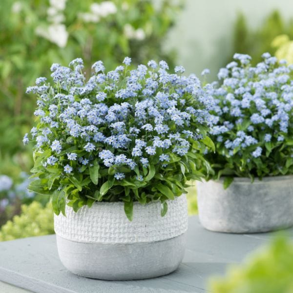 Forget-Me-Not Mon Amie Blue Bedding Flower Plants