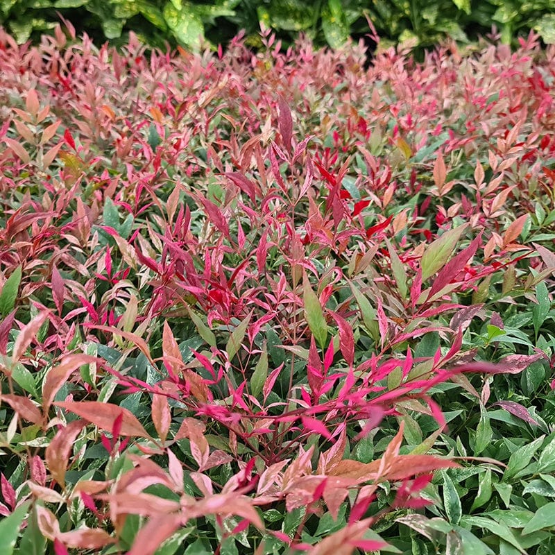 Nandina domestica Red Light Shrub Plant