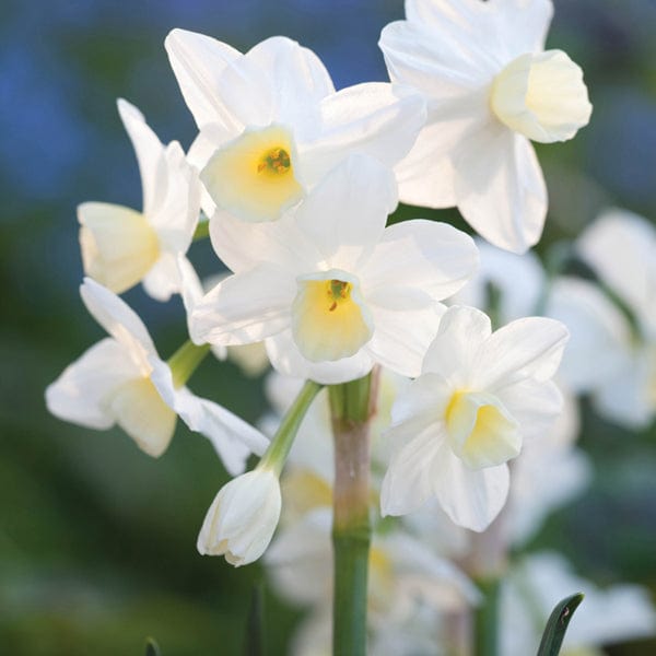 Narcissus Silver Chimes Bulbs