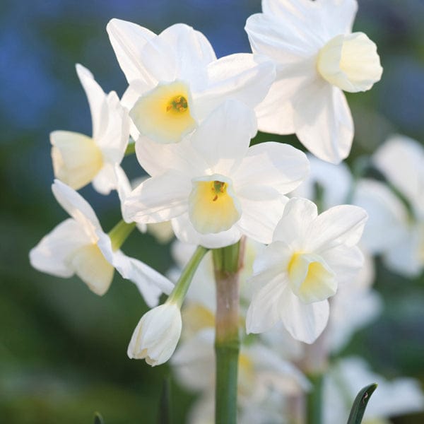 Narcissus Naturalising Bulb Collection