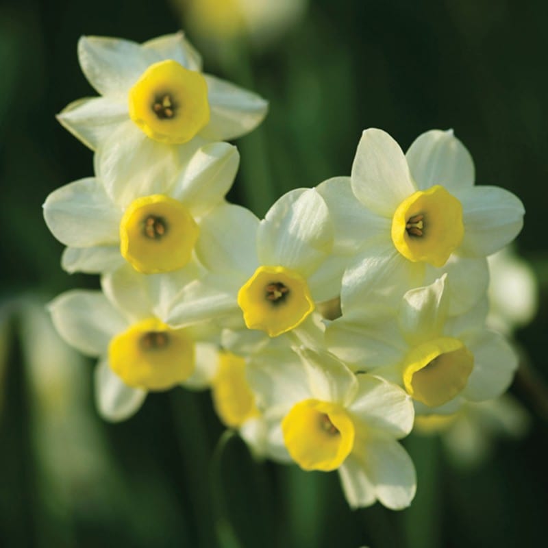 Narcissus Minnow (tazetta) Bulbs