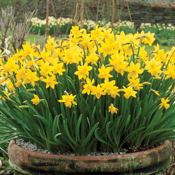 Narcissus Tete a Tete Bulbs