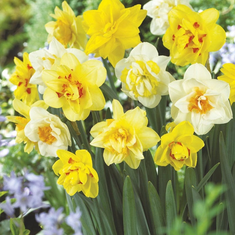 Double Narcissus Bulb Mix